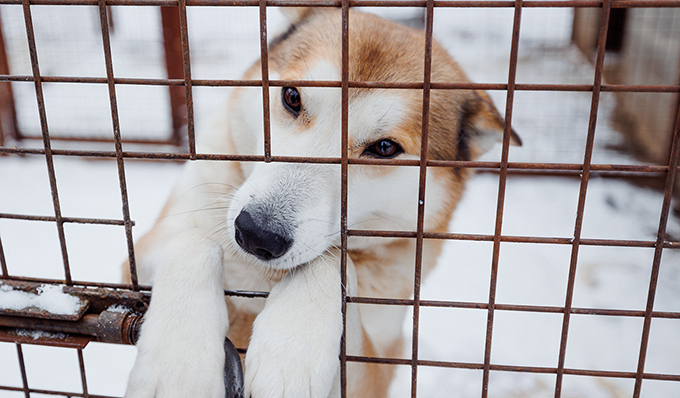 Volvo Car Russia передала приюту для бездомных собак около тонны продовольствия и других товаров